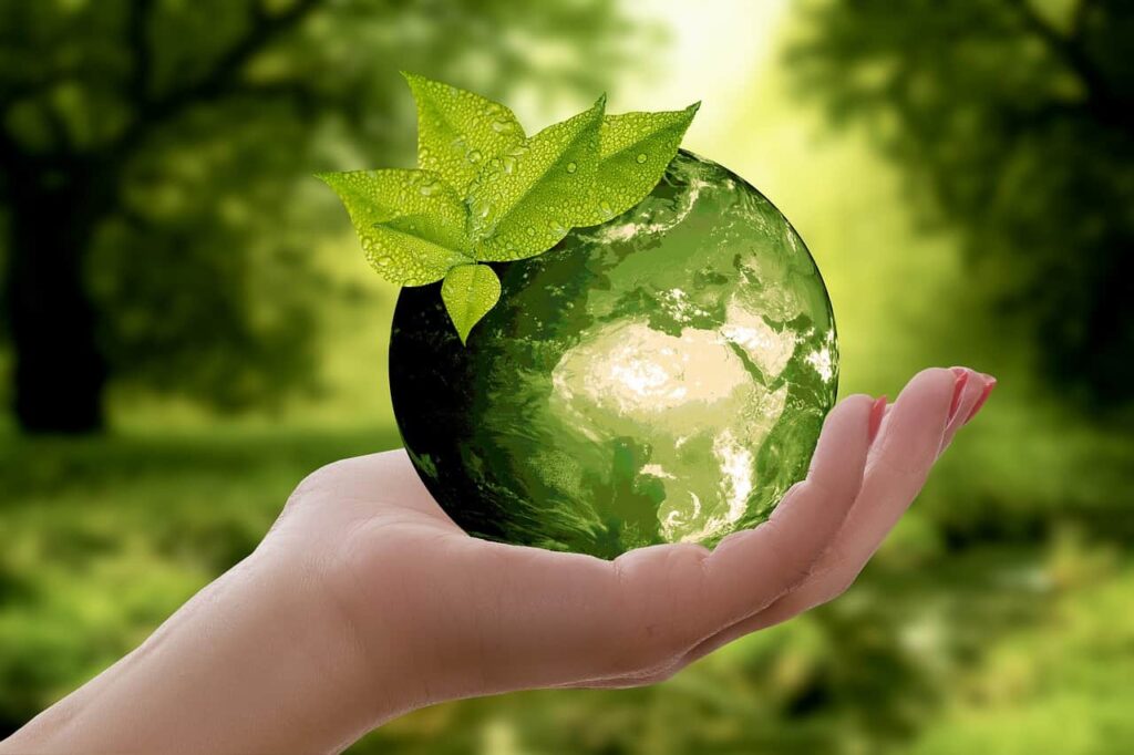 nature earth sustainability leaf photo